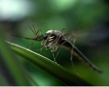 Xbox &lsquo;Mosquito&rsquo; TV ad